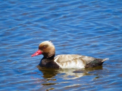 Red-crested Pochard